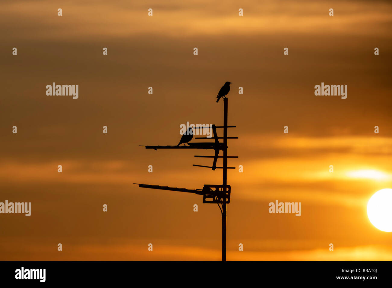 Cardiff, Wales, UK. February 25th 2019. Two birds perch on an aerial at sunset as the UK experiences its warmest February day on record. The Met Office reported the highest temperature of 20.3C (68.54F) in Wales at Trawsgoed, Ceredigion, the first time a temperature of over 20 degrees celsius has been recorded in winter. Credit: Mark Hawkins/Alamy Live News Stock Photo