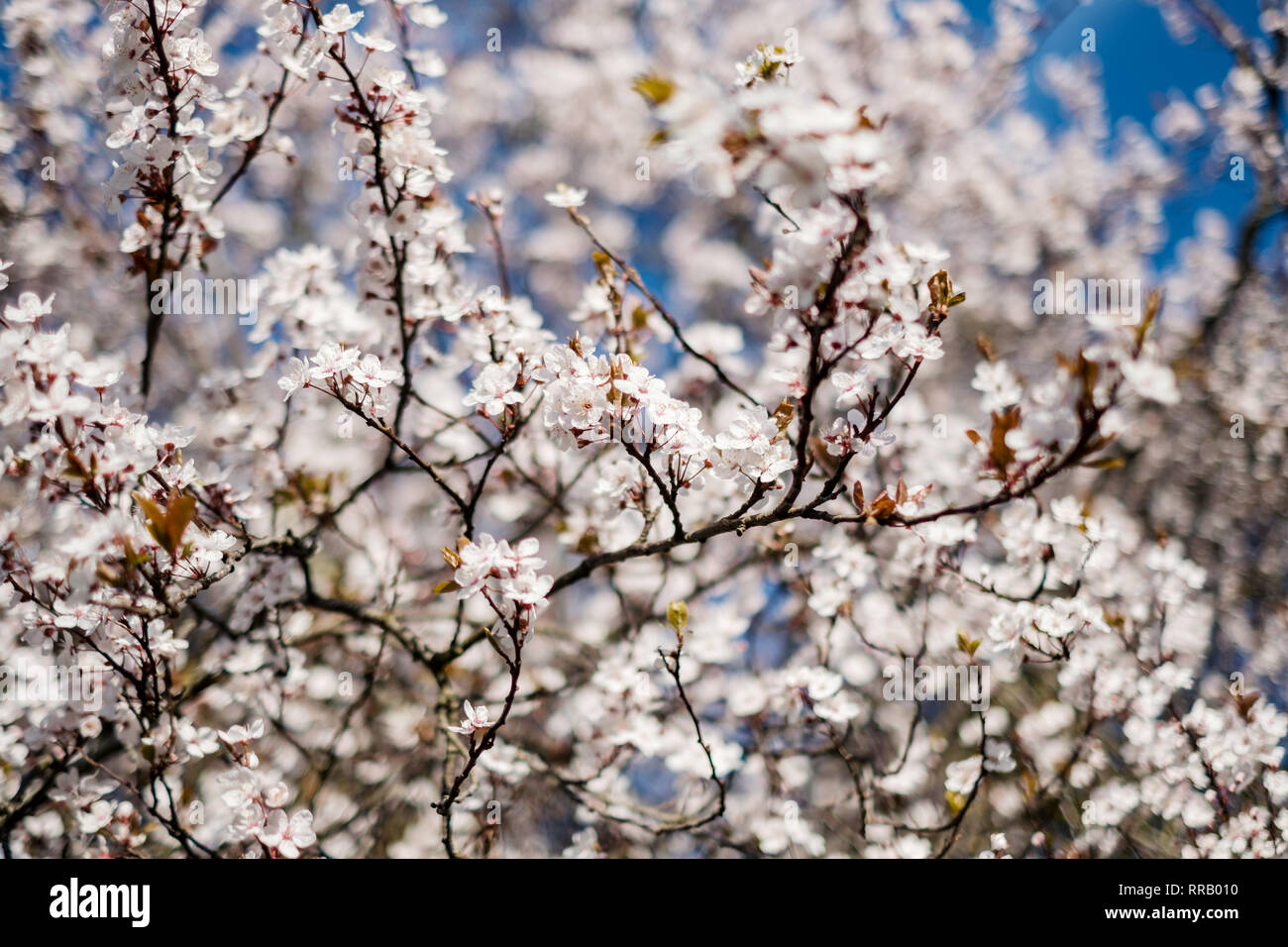 Beautiful trees spring hi-res stock photography and images - Alamy
