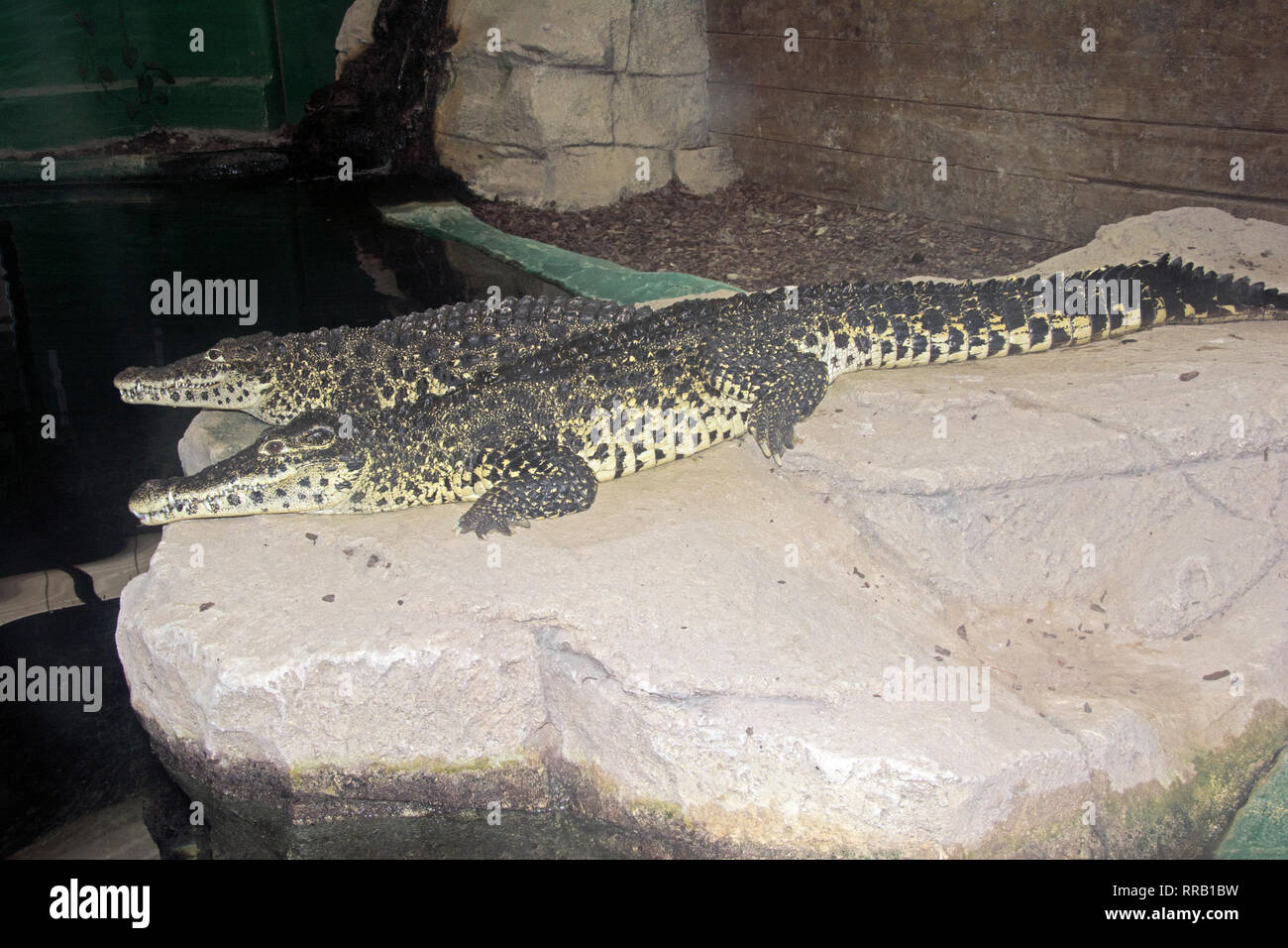 OXON; BRIZE NORTON; CROCODILE WORLD; NILE CROCODILES (CROCODYLUS NILOTICA) Stock Photo