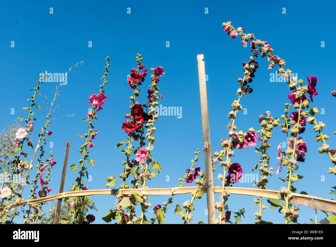 Colorful autumn wildflowers hi-res stock photography and images - Alamy