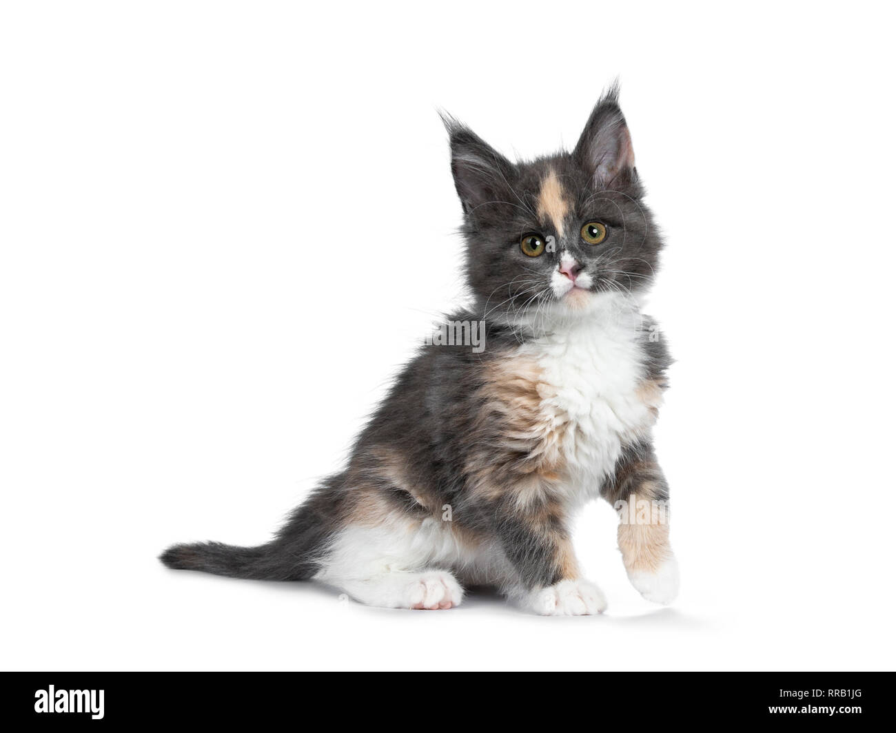 Cute Tortie Bicolor Maine Coon Cat Kitten Sitting Side Wayse
