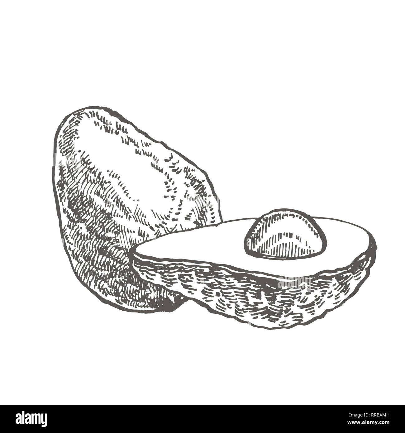 Avocado. Hand drawn illustrations. Tropical summer fruit engraved style ...