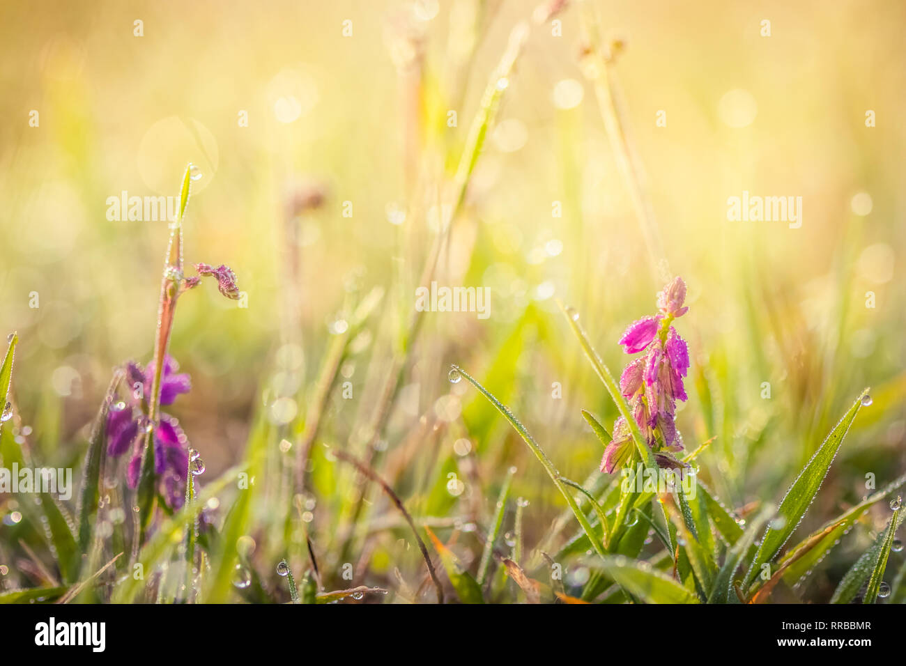 Summer meadow, green grass field and wildflowers in warm sunlight ...