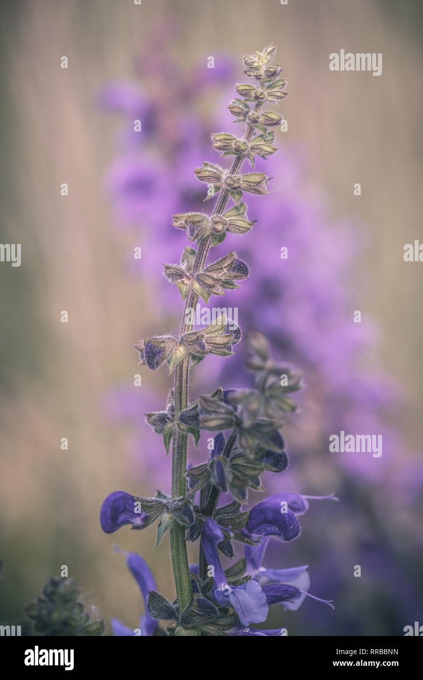 Close-up detailed photo of a purple Meadow sage (Salvia pratensis ...