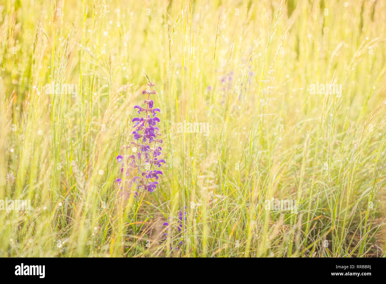 Summer meadow, green grass field and wildflowers in warm sunlight ...