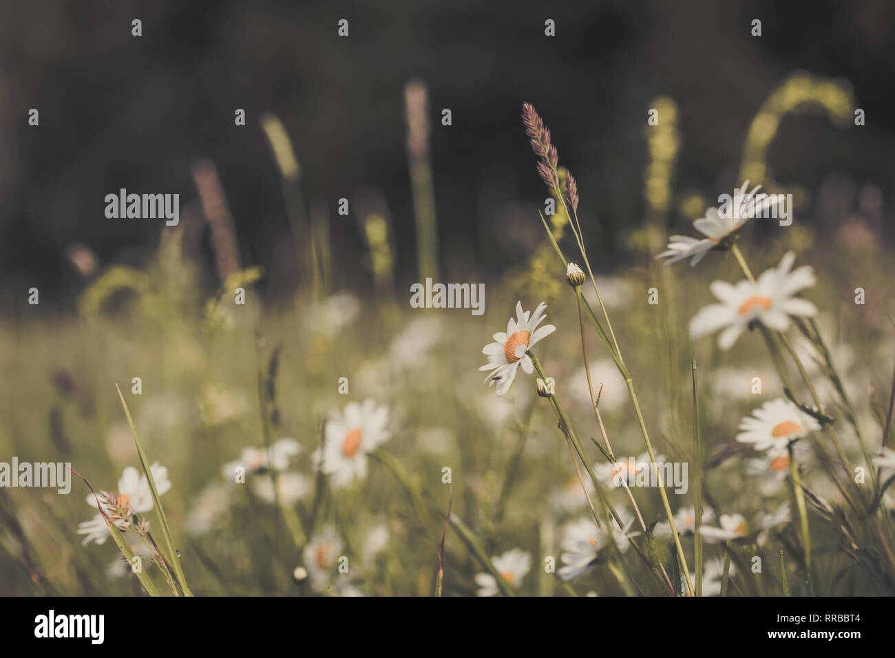 Summer meadow, green grass field and wildflowers in warm sunlight ...
