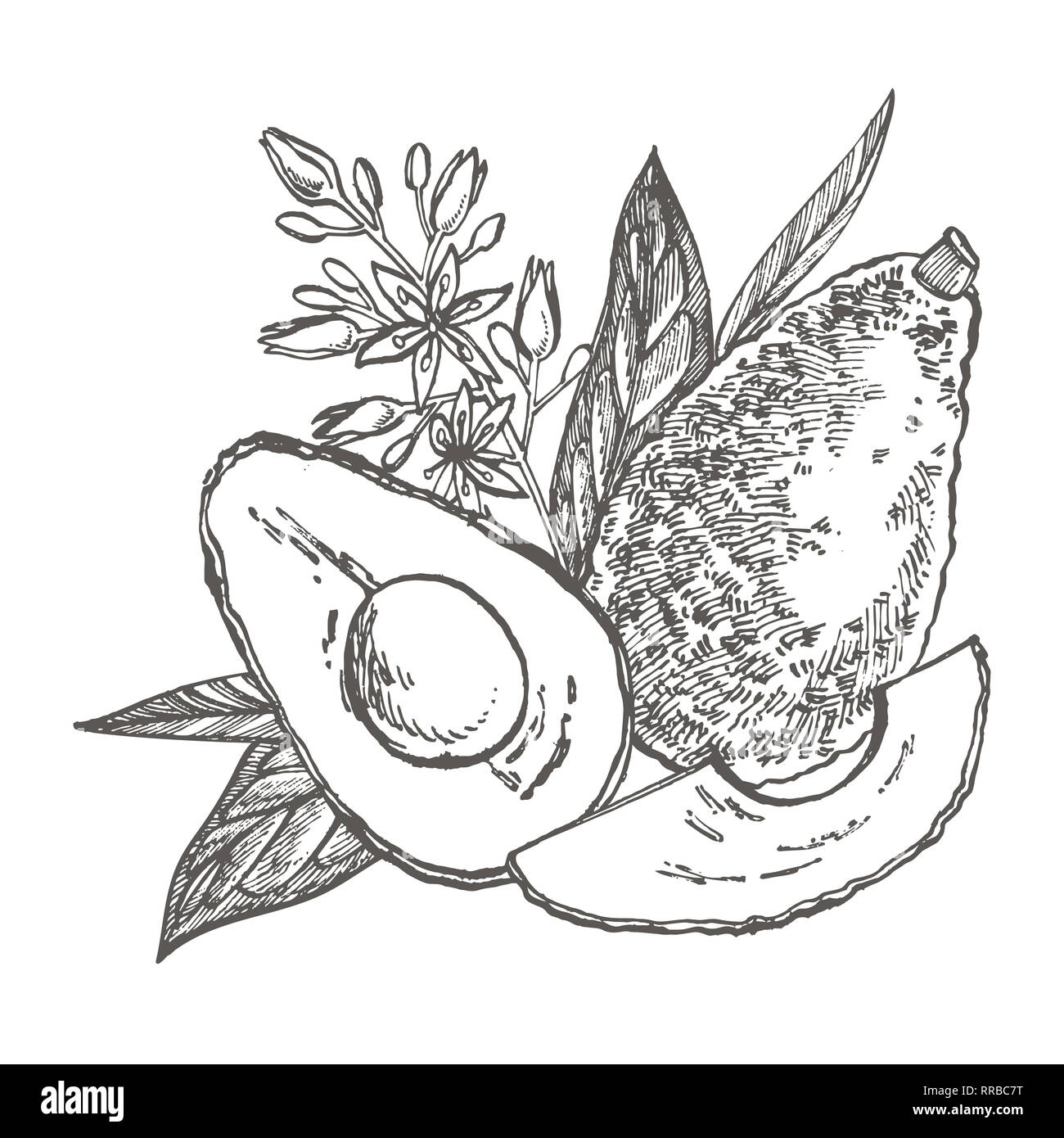 Avocado. Hand drawn illustrations. Tropical summer fruit engraved style ...