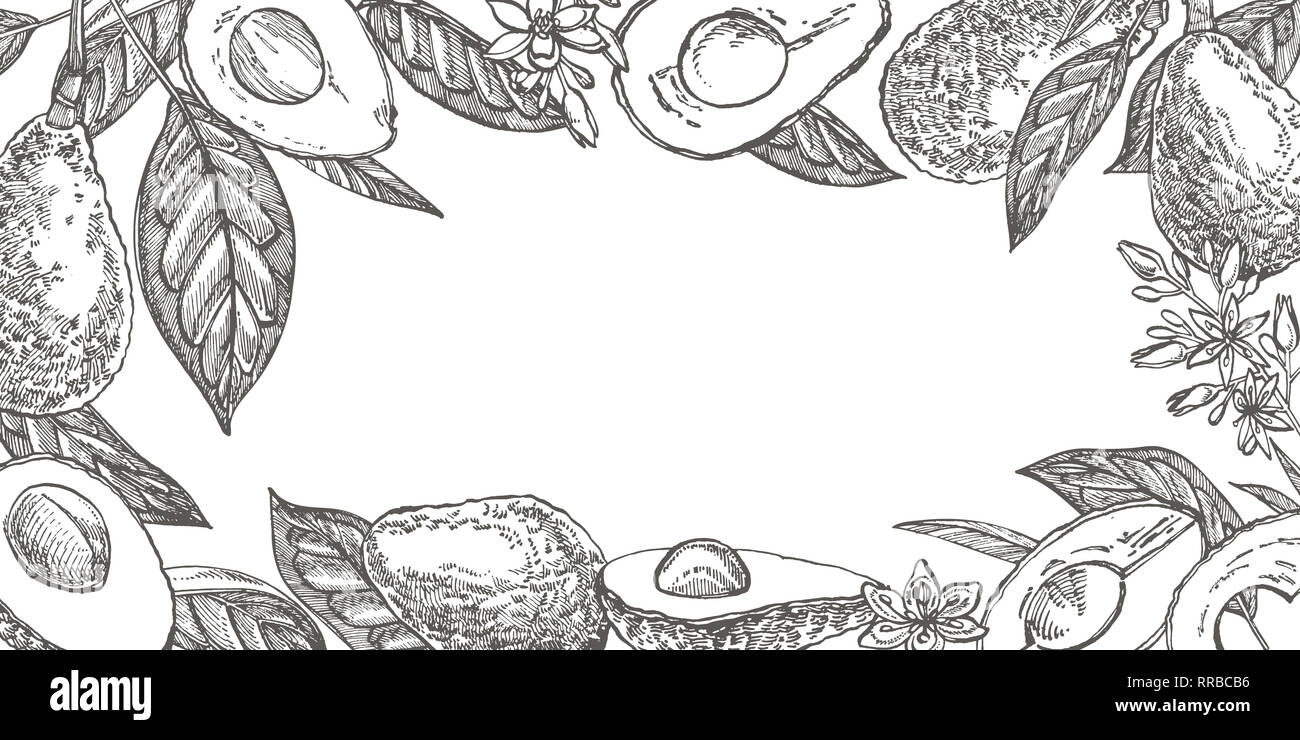 Avocado. Hand drawn illustrations. Tropical summer fruit engraved style ...