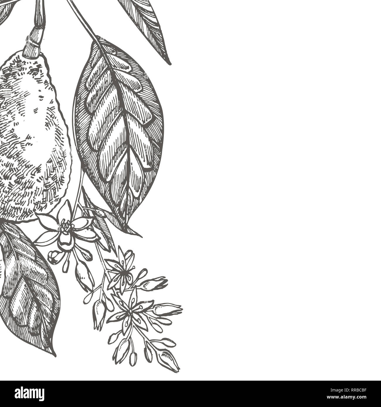 Avocado. Hand drawn illustrations. Tropical summer fruit engraved style ...