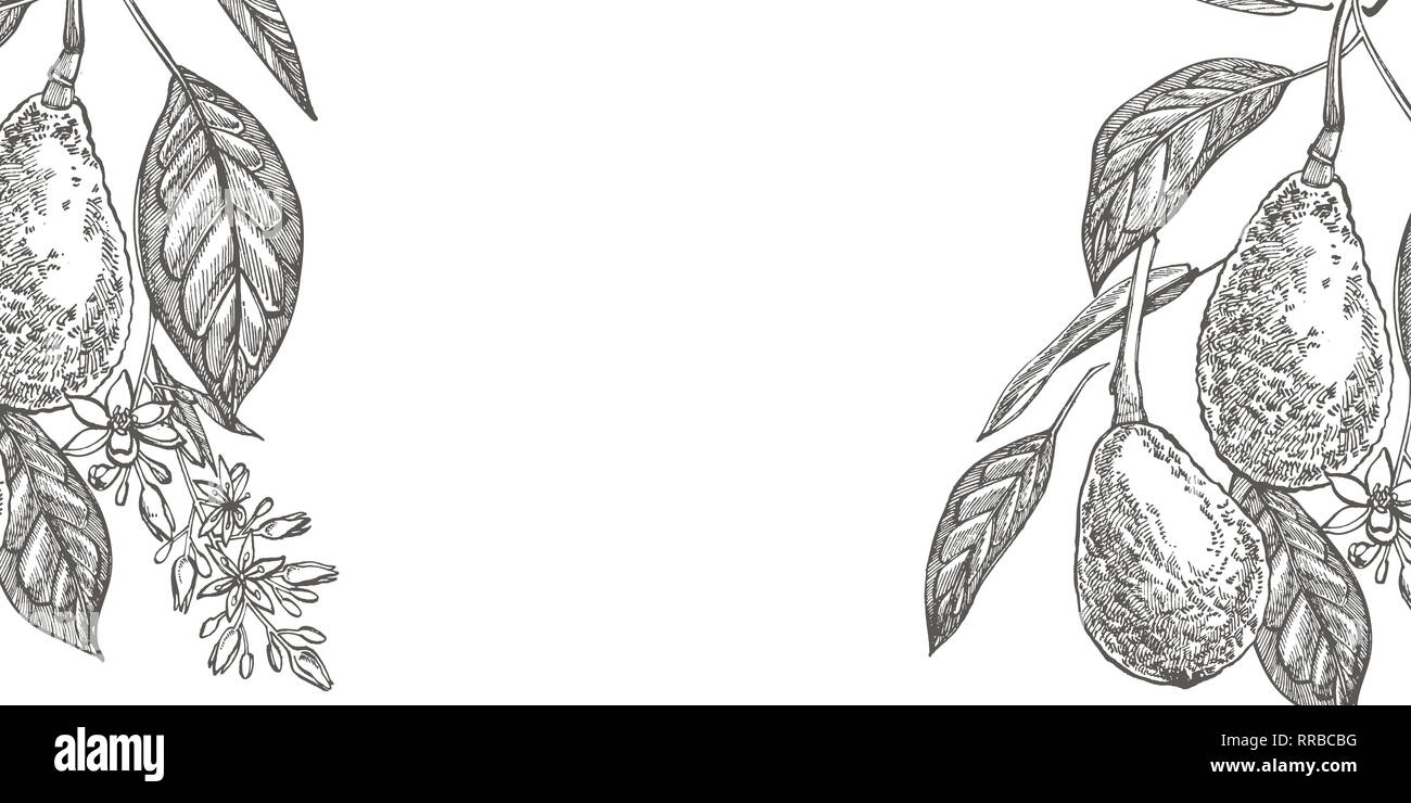 Avocado. Hand drawn illustrations. Tropical summer fruit engraved style ...