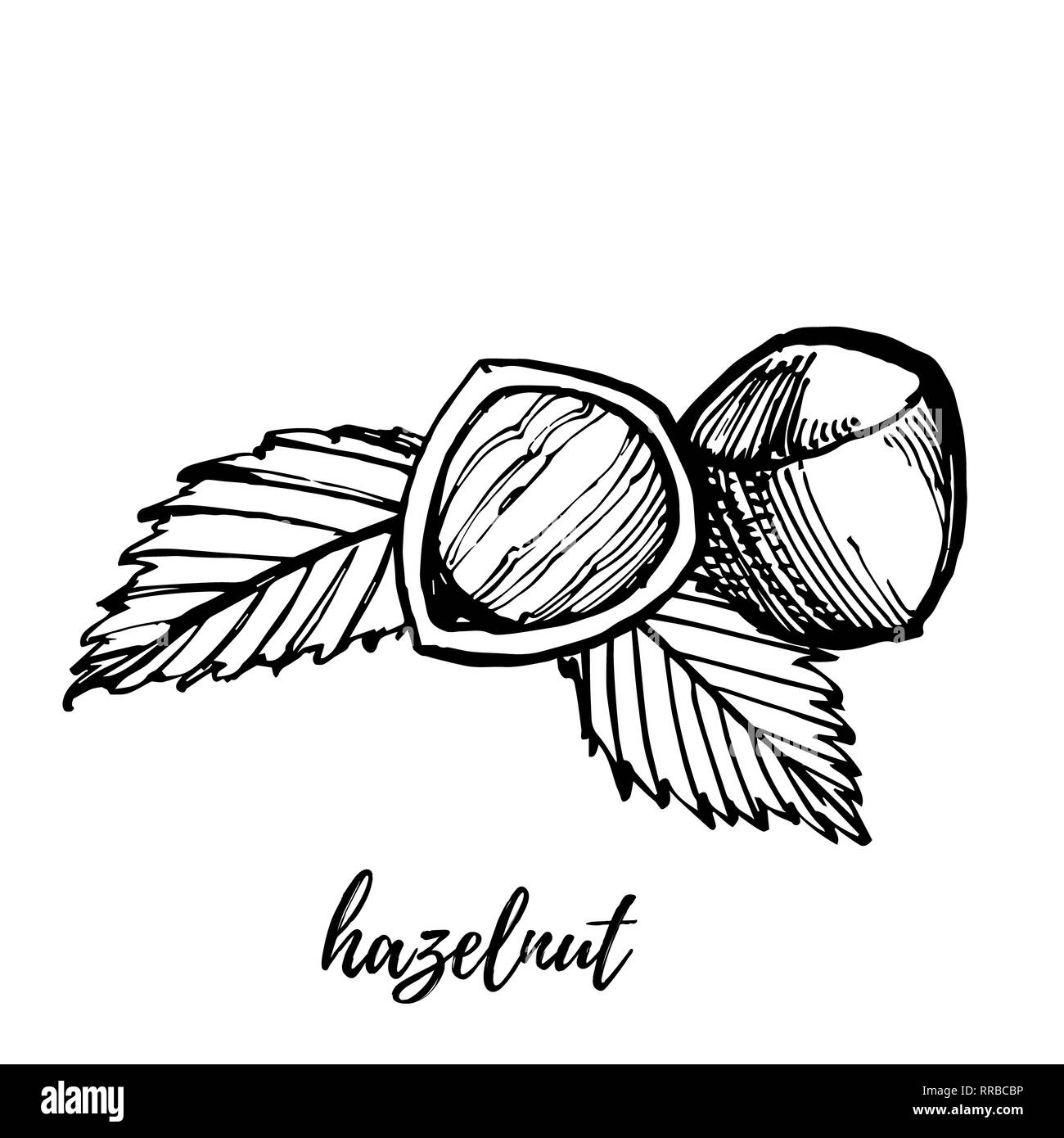 Hazelnuts sketch illustrations. Hand drawn illustrations isolated on