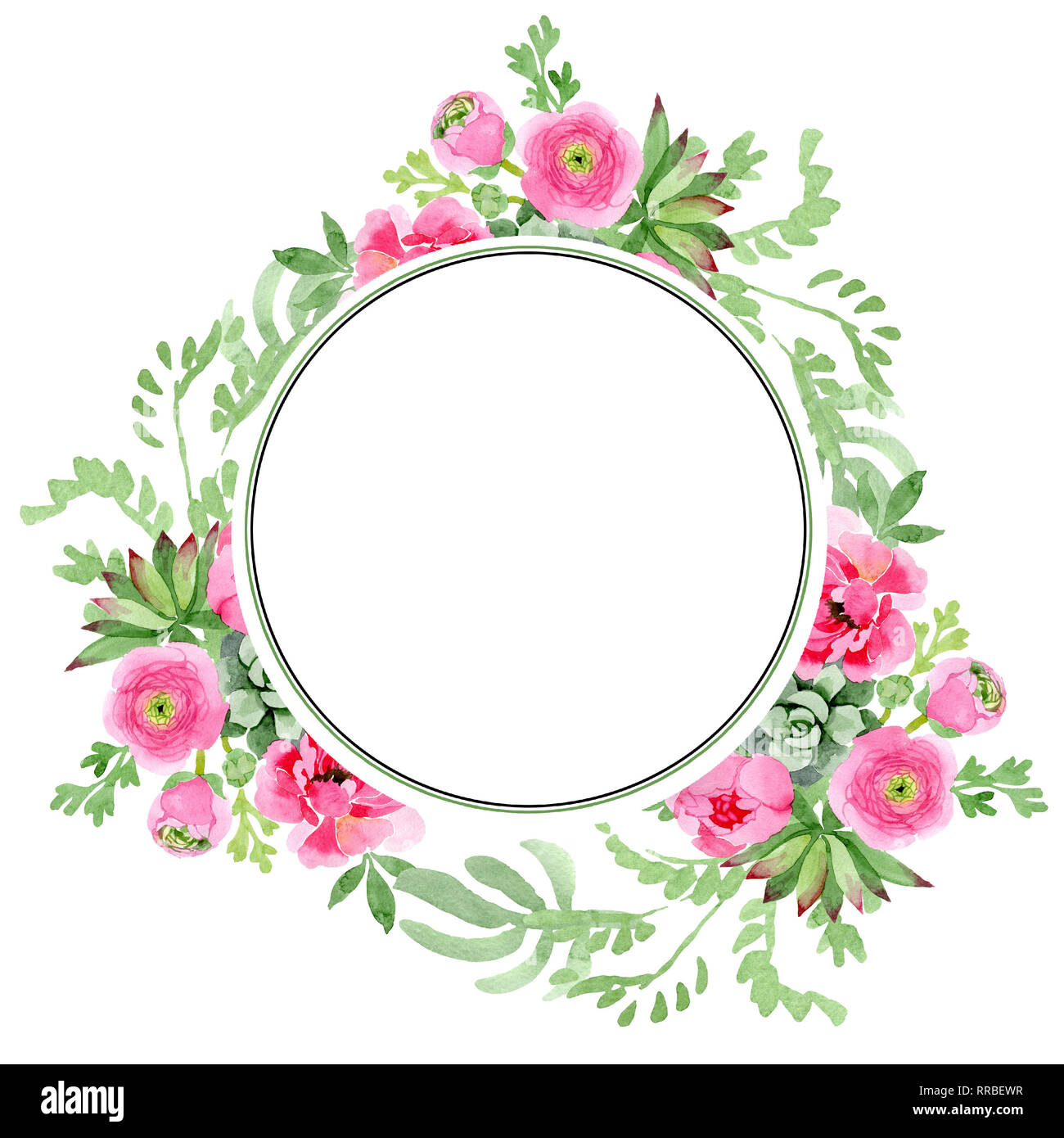 Pink ranunculus floral botanical flowers. Watercolor background ...