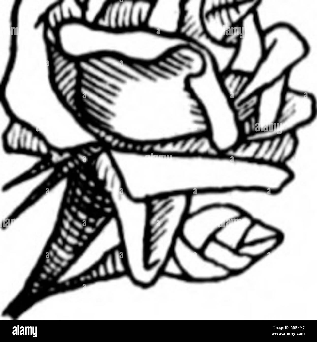 Florists Review Microform Floriculture Artificial Flowers Crepe Waxed Roses Carnation 2 00 Easter Lilies 8 00 Dahlias Chrysanthefflnns 3 00 Get Our Complete List C A Kuehn V Hotkbalt Florist 1312 Finest