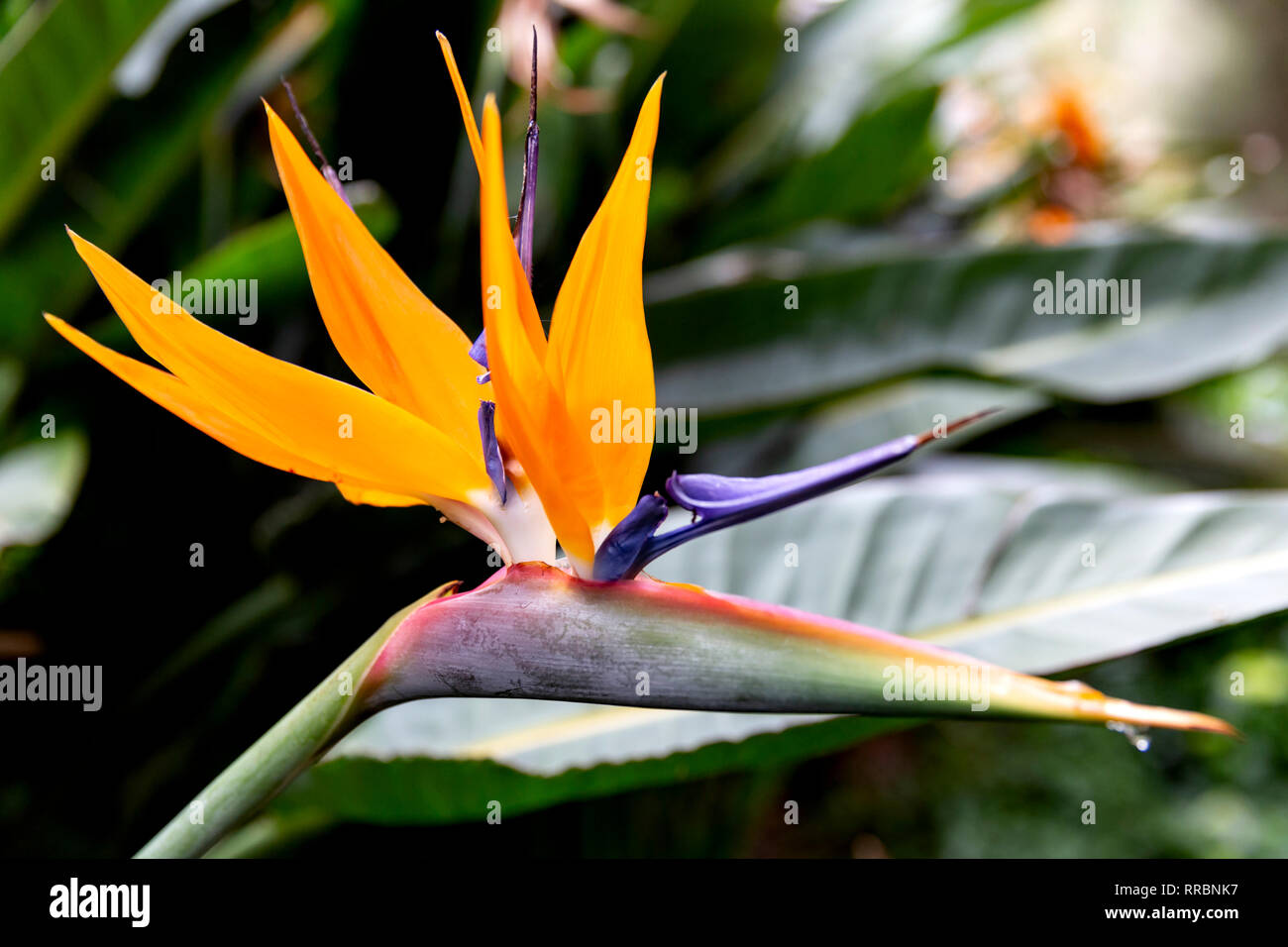 Bird of Paradise flower, Strelitzia reginae, Botanic Gardens (Jardim