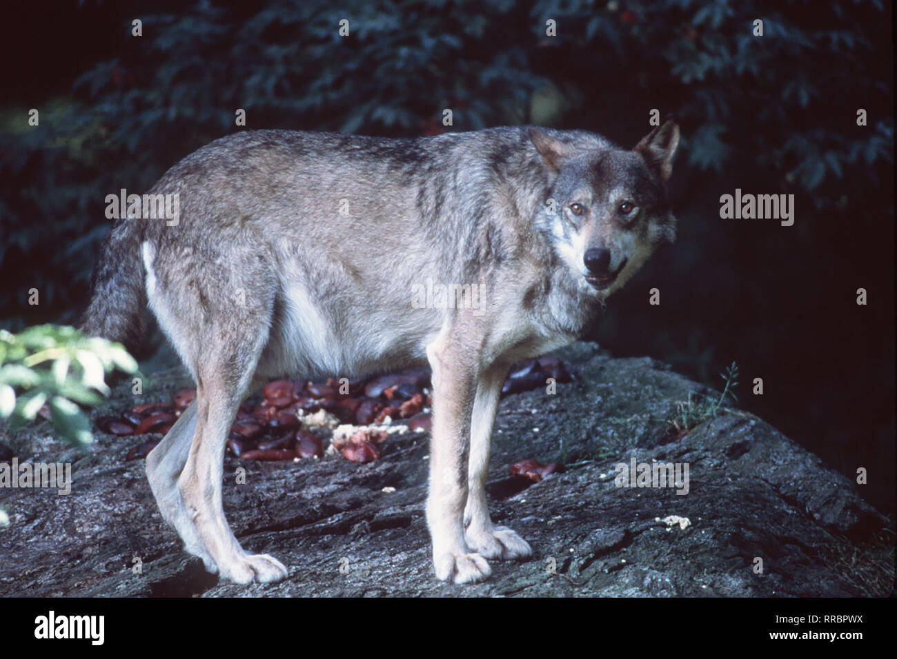 Ein Wolf(FOTO) folgt der Spur eines Urials, eines Wildschafs. aka. ZWISCHEN WOLGA UND ARALSEE / Überschrift: WUNDER DER ERDE Stock Photo