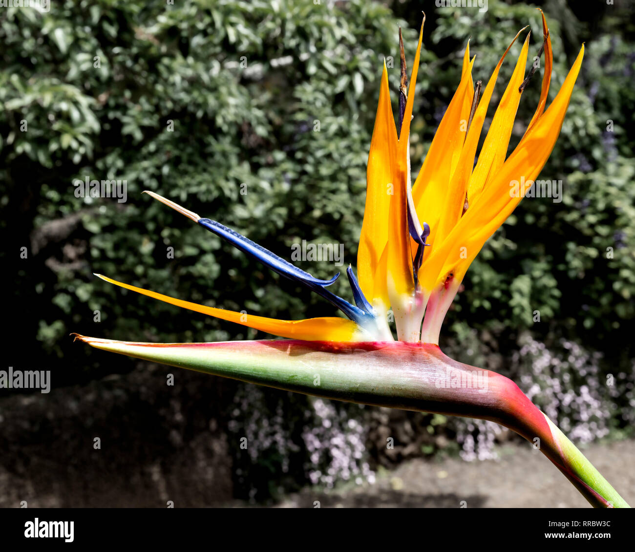 Bird of Paradise flower, Strelitzia reginae, Botanic Gardens (Jardim Botanico), Funchal, Madeira, Portugal. Stock Photo