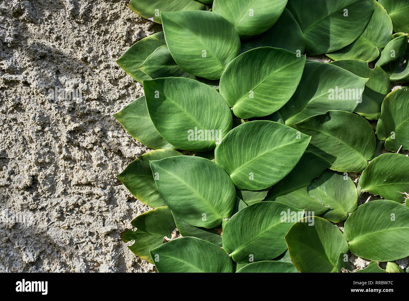 Creeper plant with green leaves on the textured wall outdoors. Sun shines onto them. Closeup horizontal photo. Stock Photo