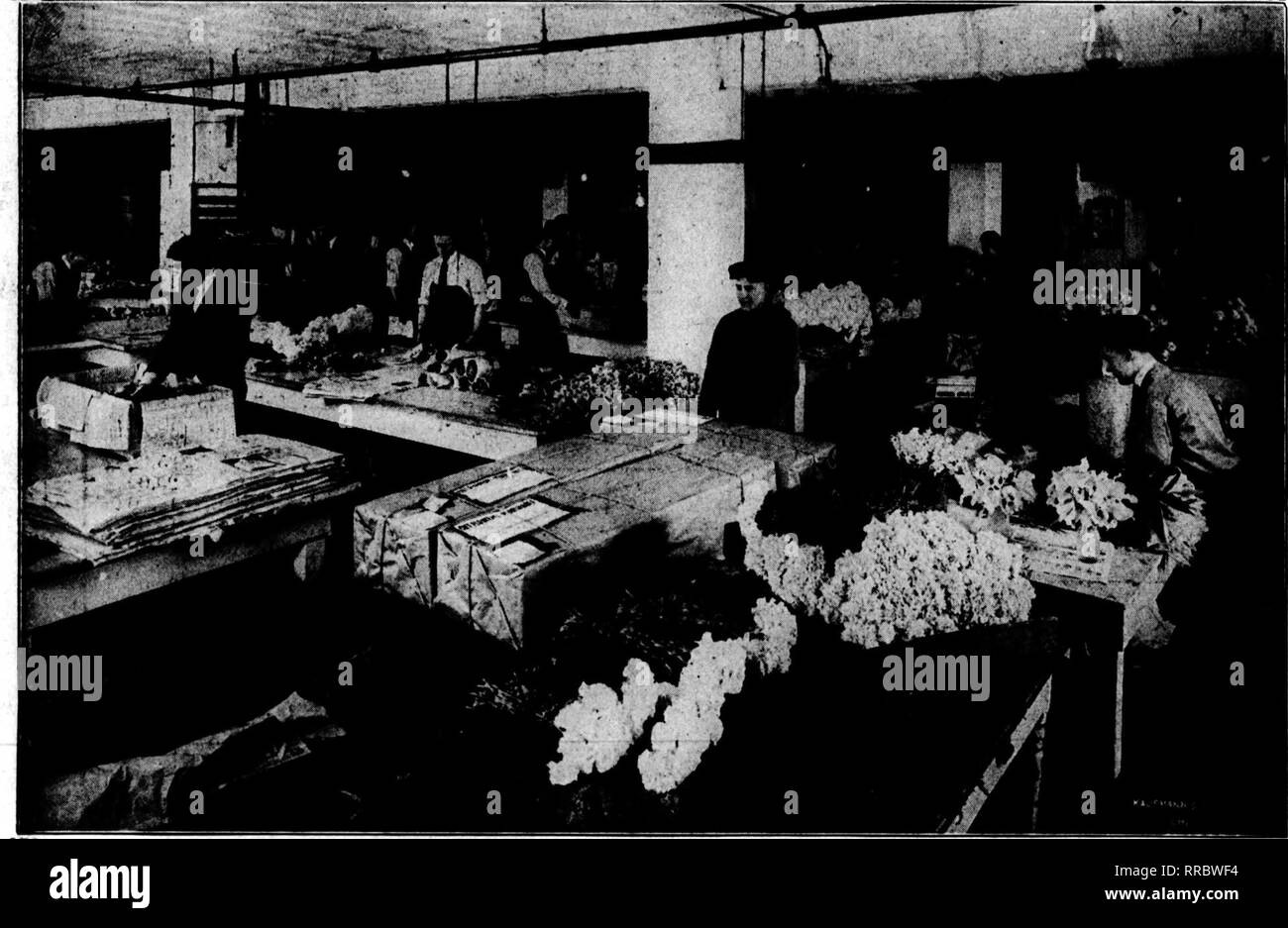 . Florists' review [microform]. Floriculture. r WH9LESALE GD9WEDS ^^ CUT fL^WEPS''-PLANTS (!? 182 N. Wabash Ave.,'&quot;'' 'ctr.^S'^^s^r'&quot;''CHICAGO, ILL. |. A View in Our Shippieg Department at Ea(ter. i In addition to a supply of Cut Flowers second to none in America, we have a Splendidly Equipped Shipping Department Our facilities are equal to the prompt and accurate handling of all orders for Mothers' Day, however much the demand exceeds previous records. &quot; SERVICE THAT SATISFIES &quot; For Complete Mothers' Day Price List—Turn bacl&lt; one page m. Please note that these images ar Stock Photo