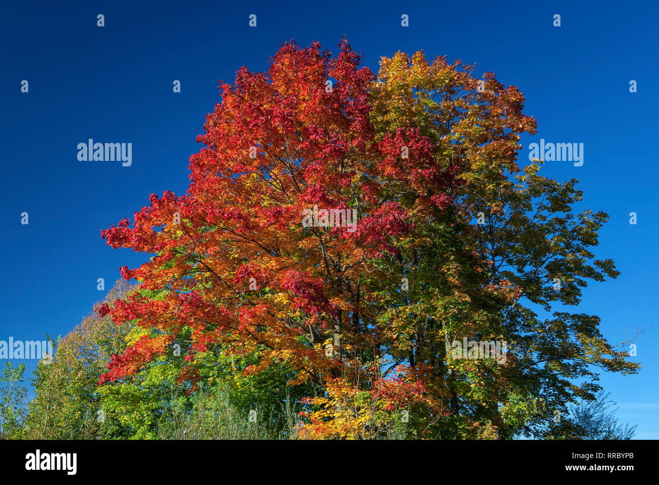 botany, maple (Acer), maple tree in the colors of autumn, Grossweil ...
