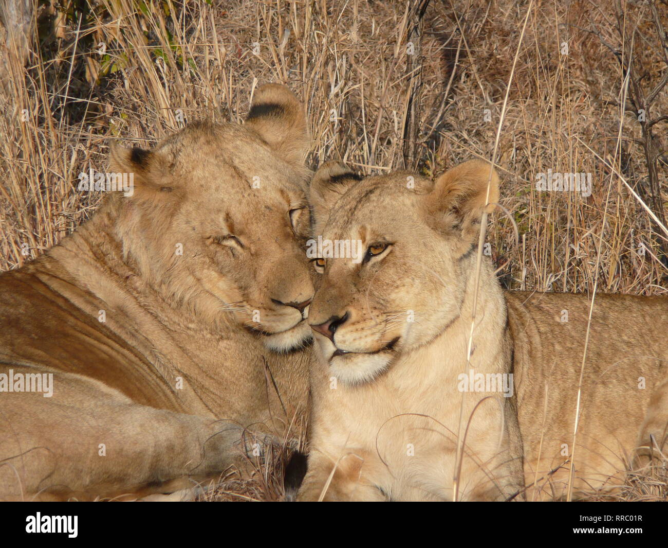 Two lions cuddling together. Stock Photo