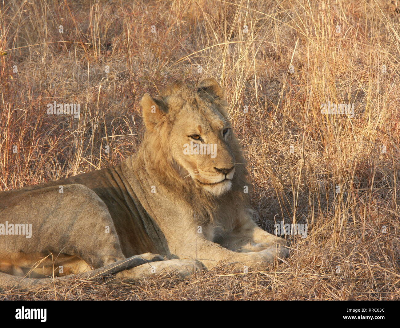 Lion nearly falling asleep while sitting in brown grass. Stock Photo