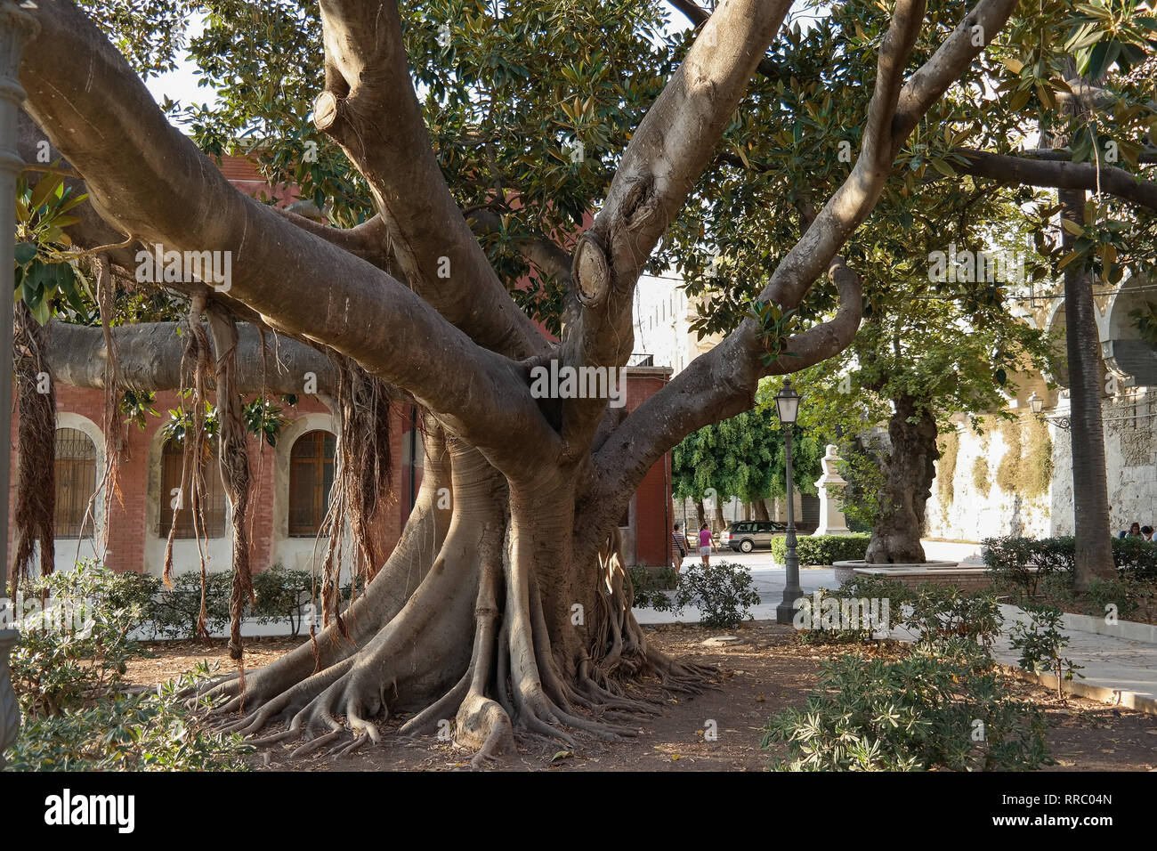 Ficus macrophylla, known as Moreton Bay fig or Australian banyan, is large evergreen tree of family Moraceae. Big banyan ficus with its buttress roots Stock Photo