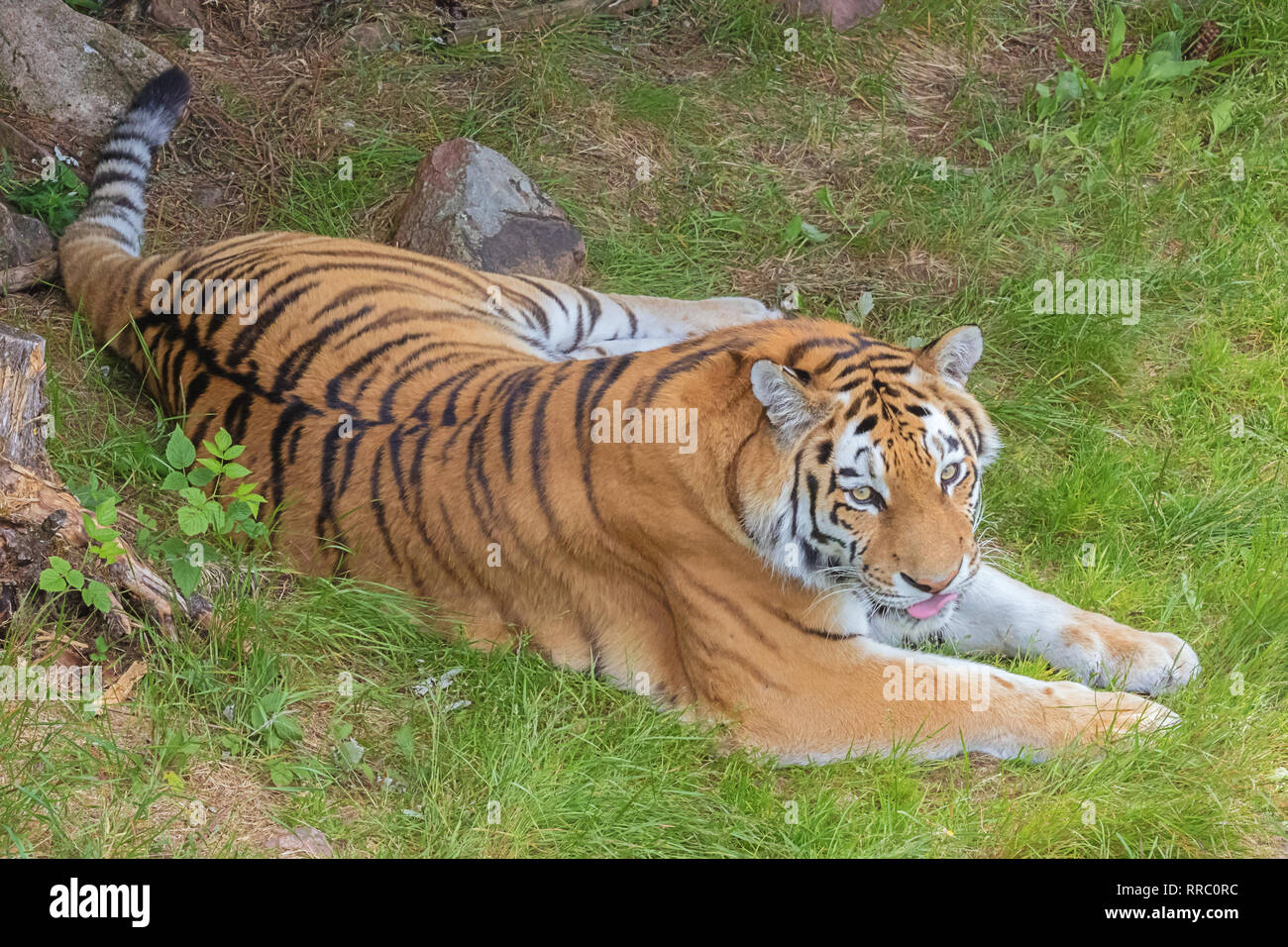 Siberian tiger resting in the grass and looking at the camera Stock Photo