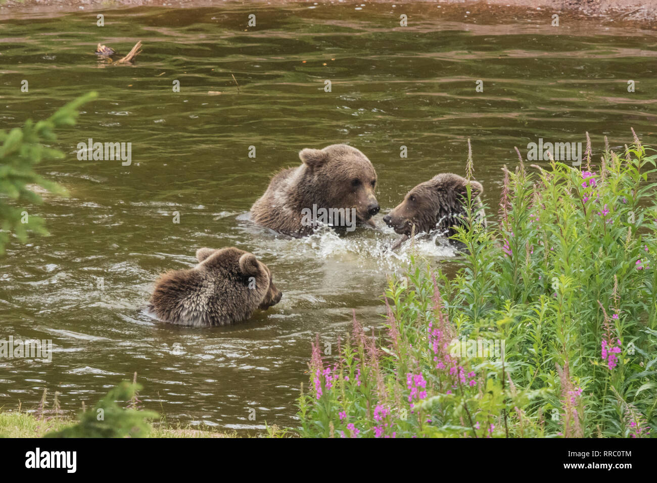 Three bears involved in a philosophic discussion while bathing and splashing in a pond Stock Photo