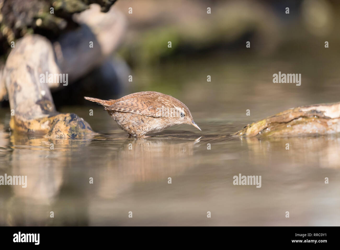 Wonderful moment, the Eurasian wren reflect in the river (Troglodytes troglodytes) Stock Photo