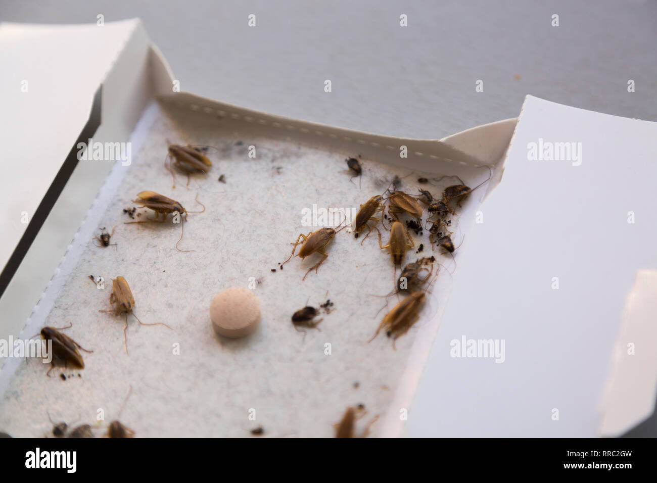 Cockroaches at home in an insect sticky trap Stock Photo Alamy