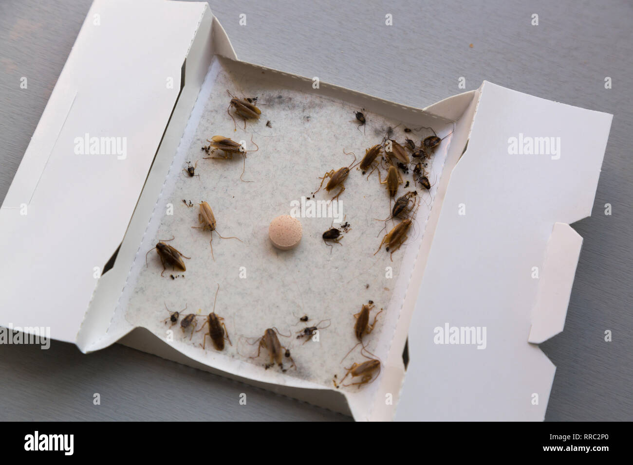 Cockroaches at home in an insect sticky trap Stock Photo Alamy