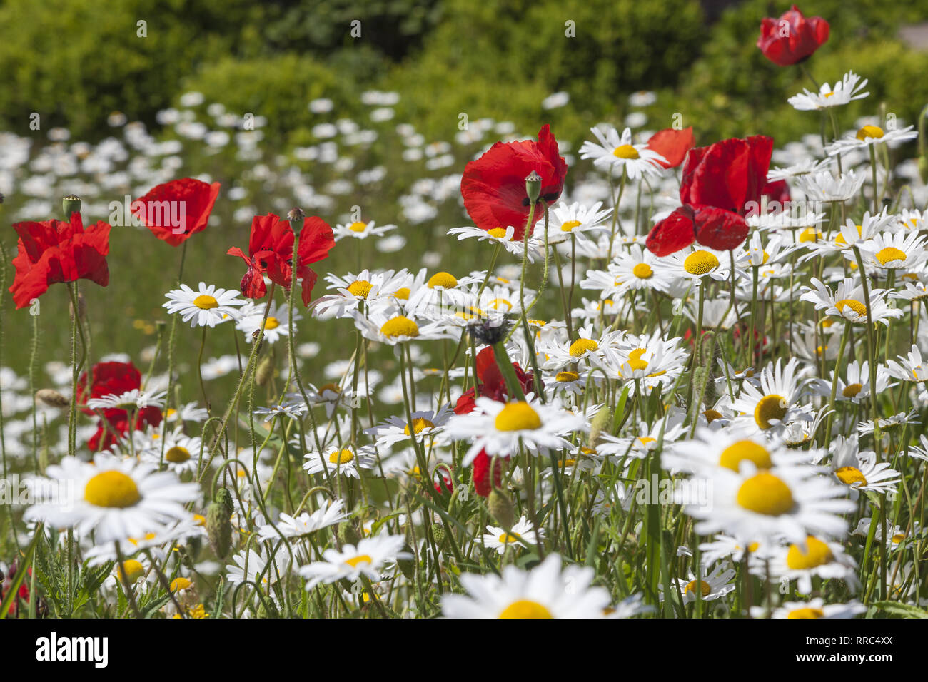 botany, poppy and marguerites, isle Sylt, botany, Additional-Rights-Clearance-Info-Not-Available Stock Photo