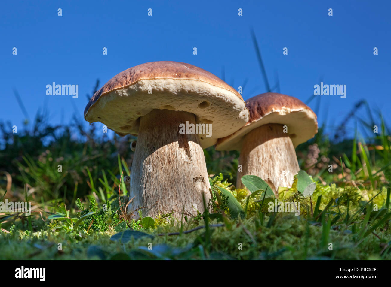 botany, fungi, Boletus, Cep, (Boletus edulis), on woodground, close-up, eatable, Additional-Rights-Clearance-Info-Not-Available Stock Photo