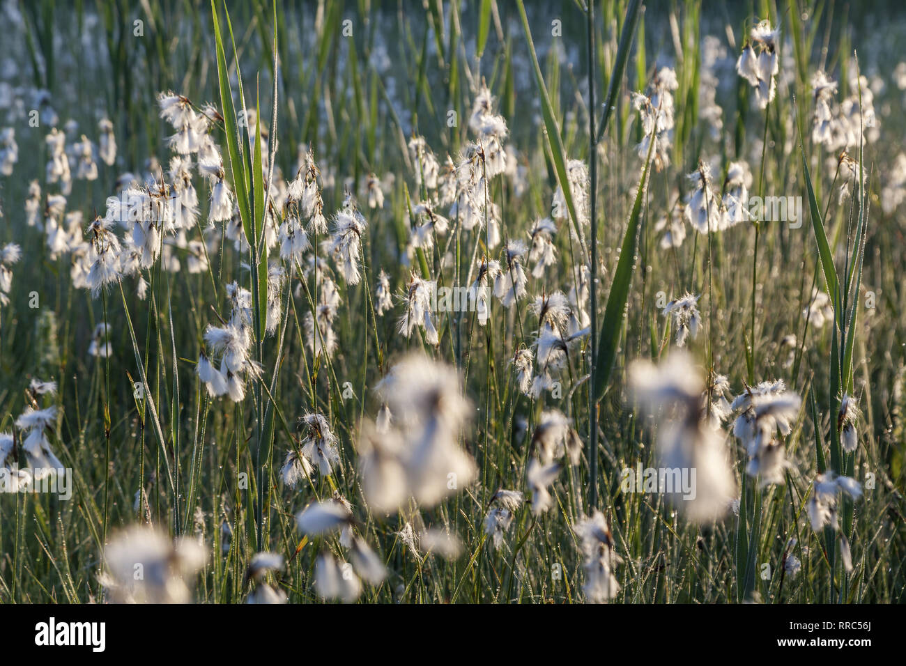 botany, cotton grass, botany, Kochel am See, Upper Bavaria, Bavaria