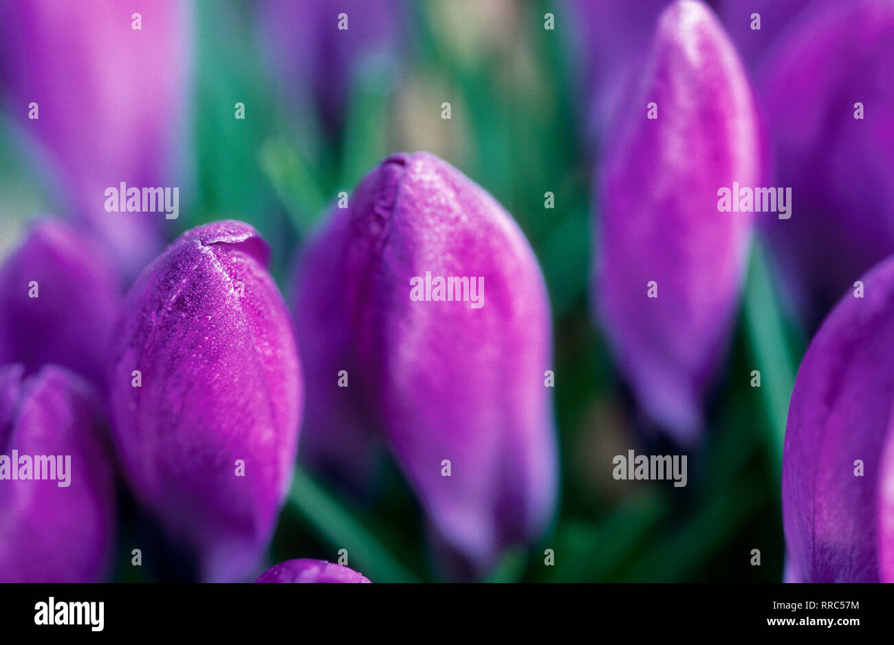 botany, crocus, lilac crocusses in the garden, Rohrbrunn, Burgenland, Austria, Europe, Additional-Rights-Clearance-Info-Not-Available Stock Photo