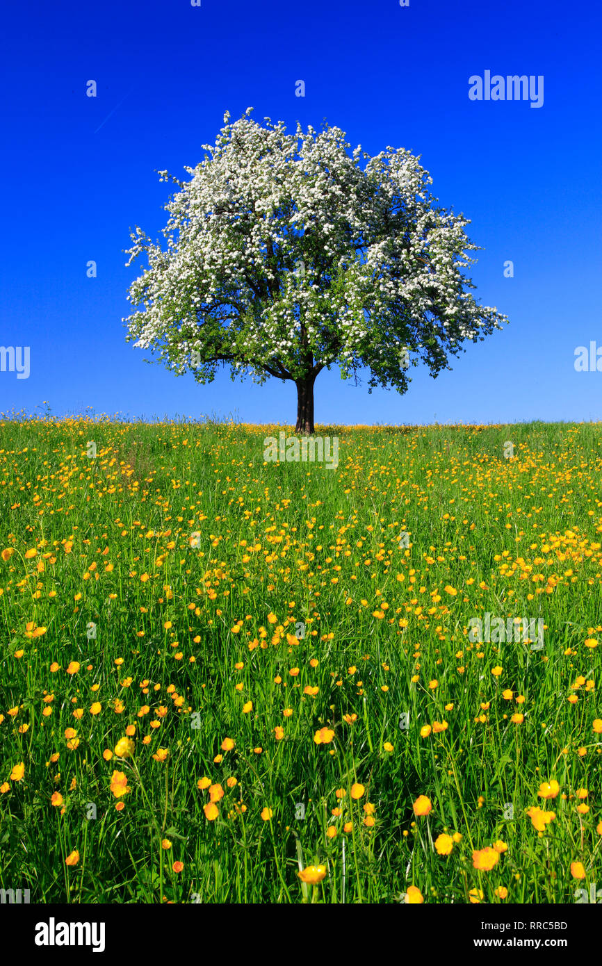 botany, blossom apple tree in the spring, Switzerland, Additional-Rights-Clearance-Info-Not-Available Stock Photo