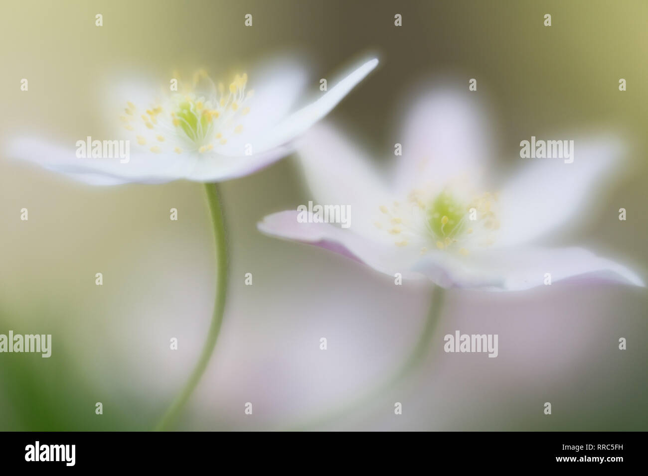 Two white wood anemones wild flowers. Beautiful soft focus images an artistic view on a pair of spring wildflowers. Anemone nemerosa. Stock Photo