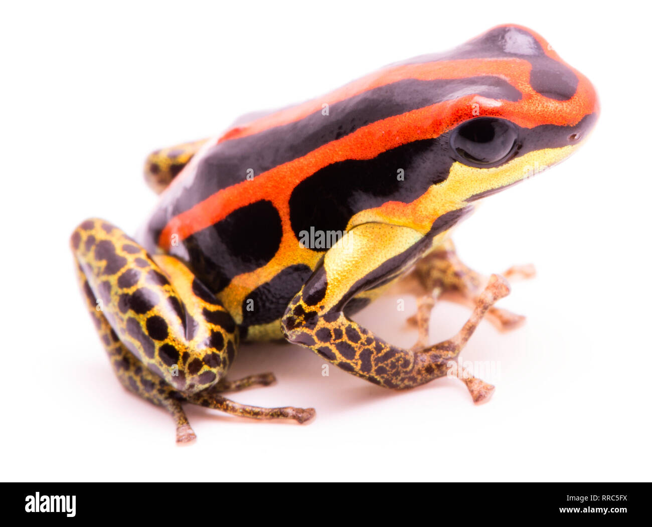 poison dart or arrow frog, Ranitomeya uakarii golden legs morph. A Dendrobates from the Amazon rain forest in Peru. This animal lives in tropical Amaz Stock Photo