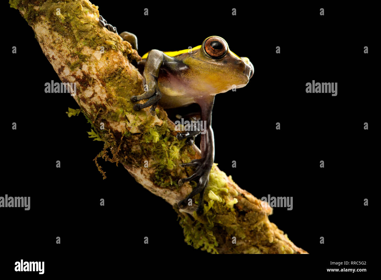 tree frog in tropical Amazon rain forest of Colombia. Stock Photo
