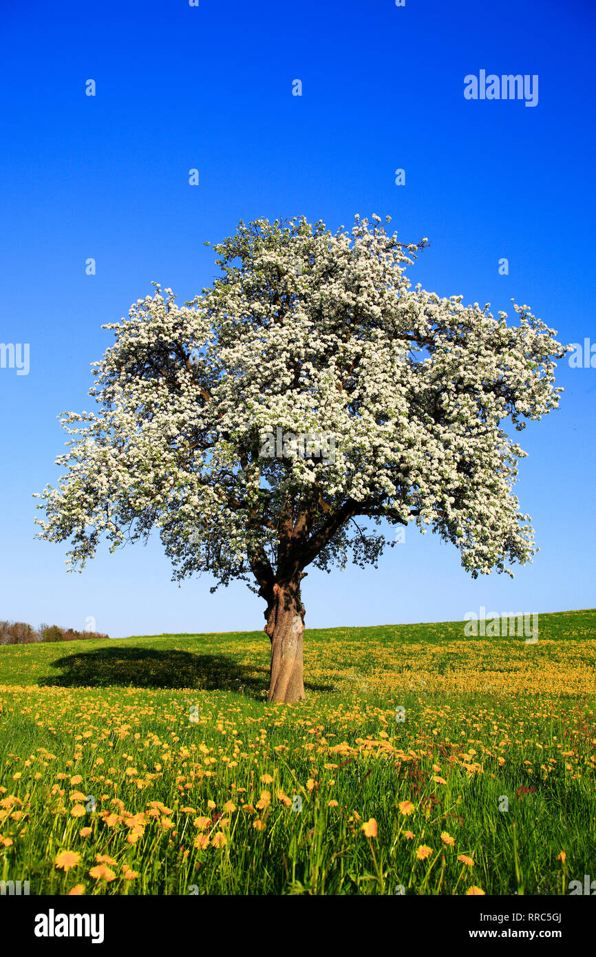 botany, blossom pear tree in the spring, Switzerland, Additional-Rights-Clearance-Info-Not-Available Stock Photo