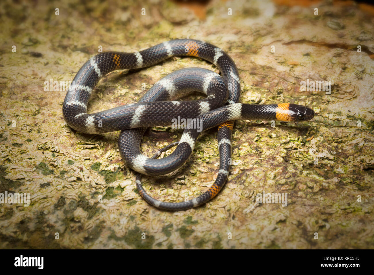 Black headed Calico Snake, Colombia, Oxyrhopus melanogenys a small serpent from the Amazon rain forest in Colombia Stock Photo