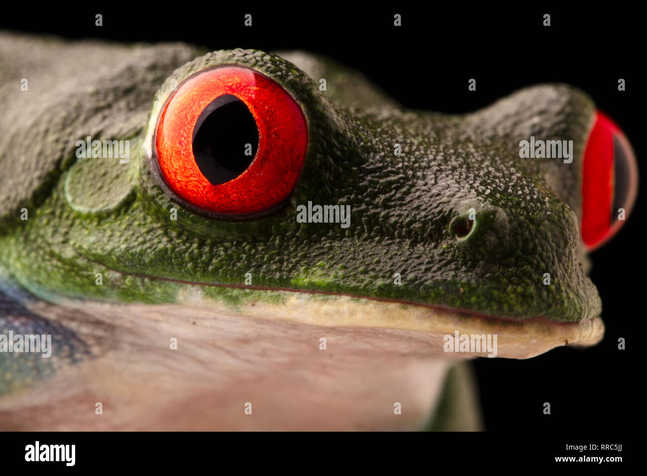 The vibrant eyes of a red eyed tree frog, Agalychnis callydrias. A beautiful night animal frogm the jungle of Costa Rica Stock Photo