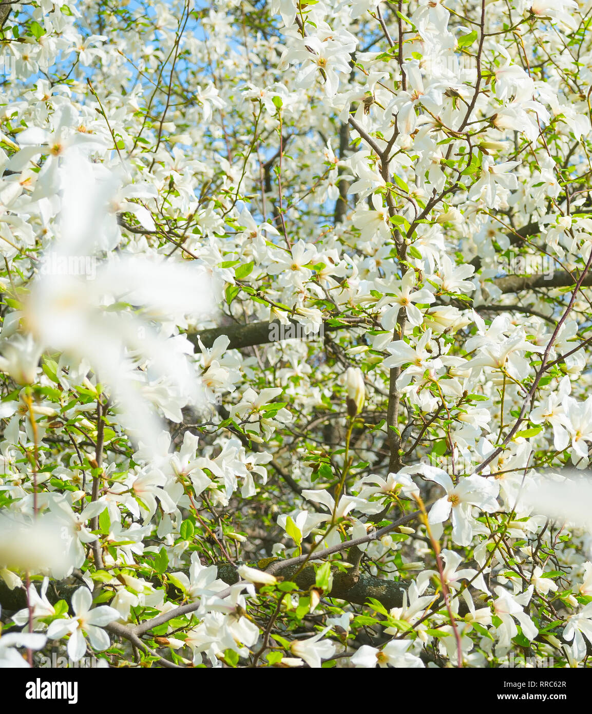 White blossom magnolia tree flowers in the spring Stock Photo - Alamy