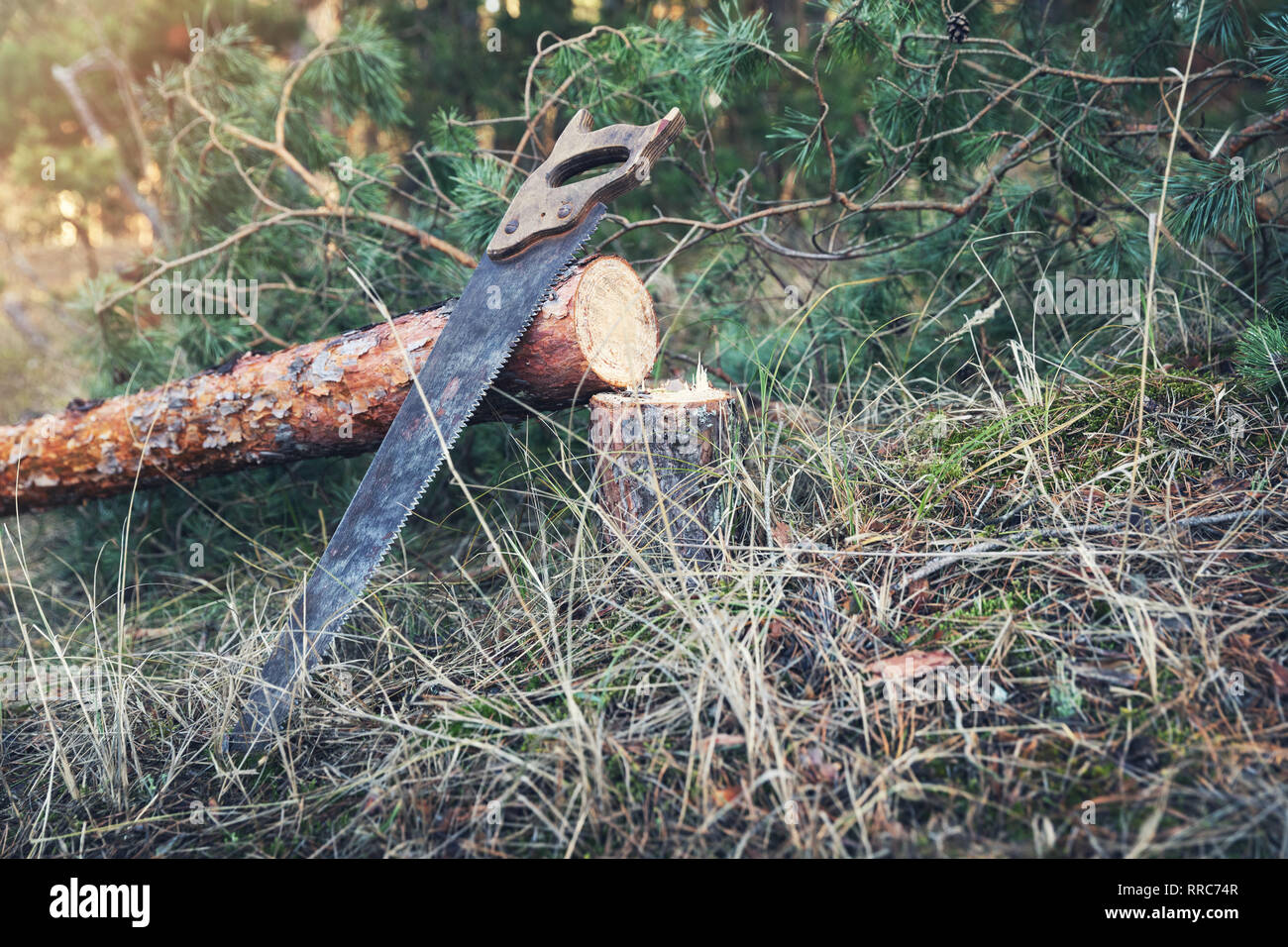 Hand saw and tree hires stock photography and images Alamy