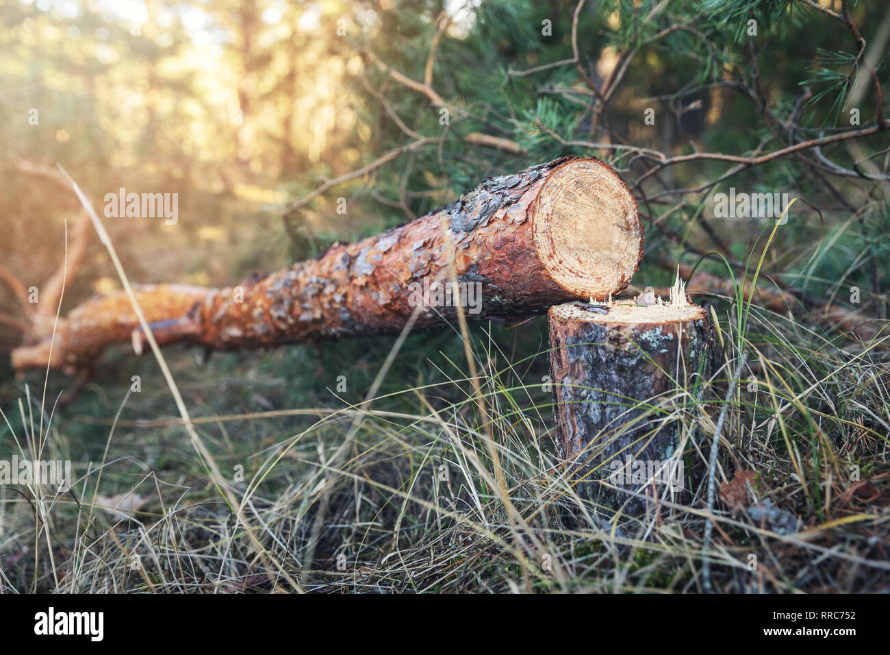 felled pine tree in the woods Stock Photo