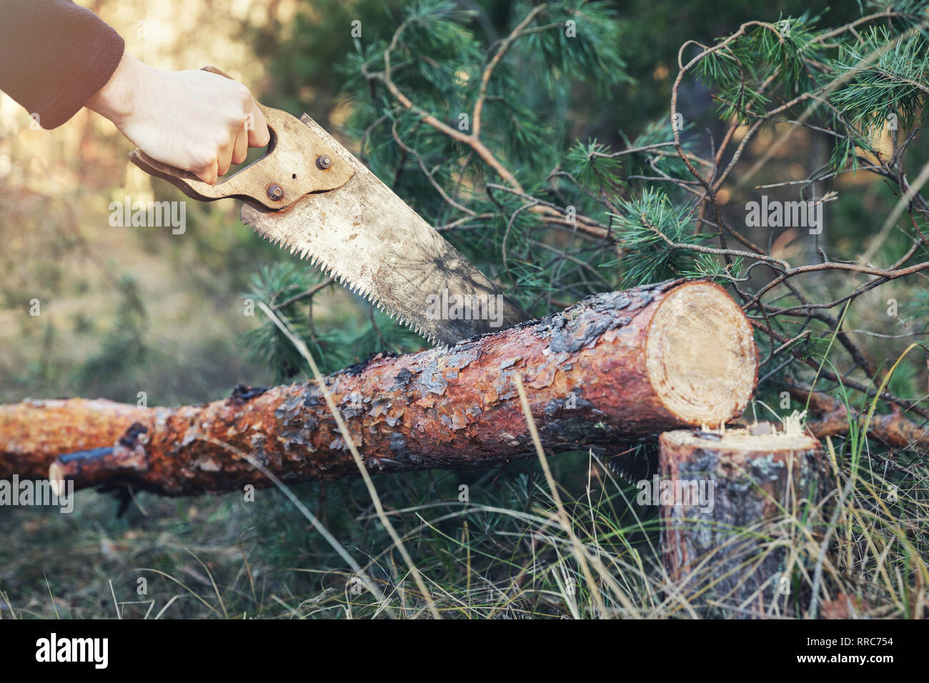 lumberjack cutting tree trunk with hand saw in forest Stock Photo