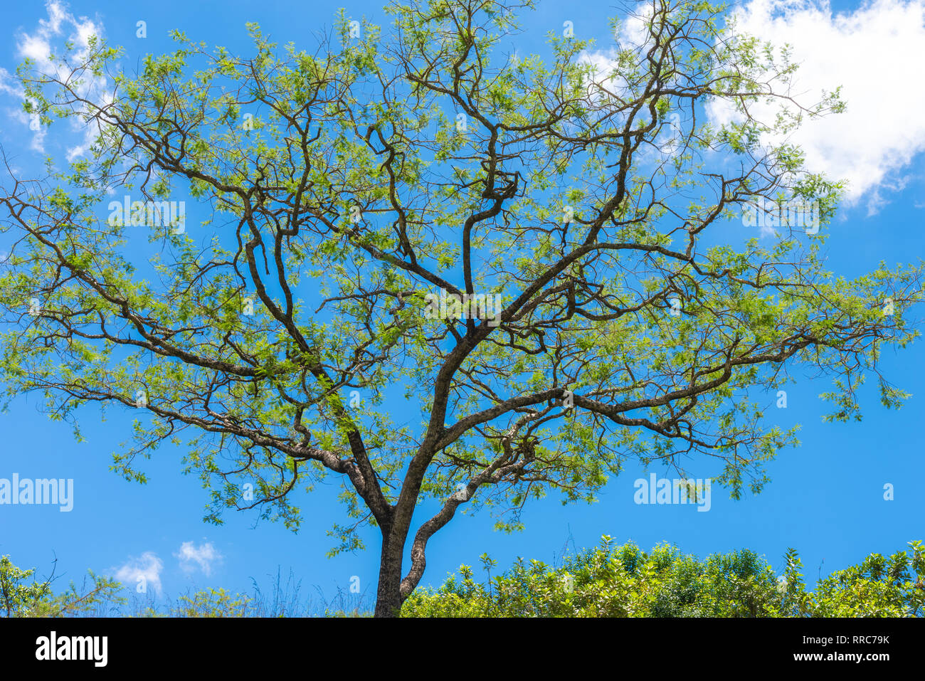 An African Acacia tree against a vibrant blue sky in Kwa-zulu Natal, South Africa. Stock Photo