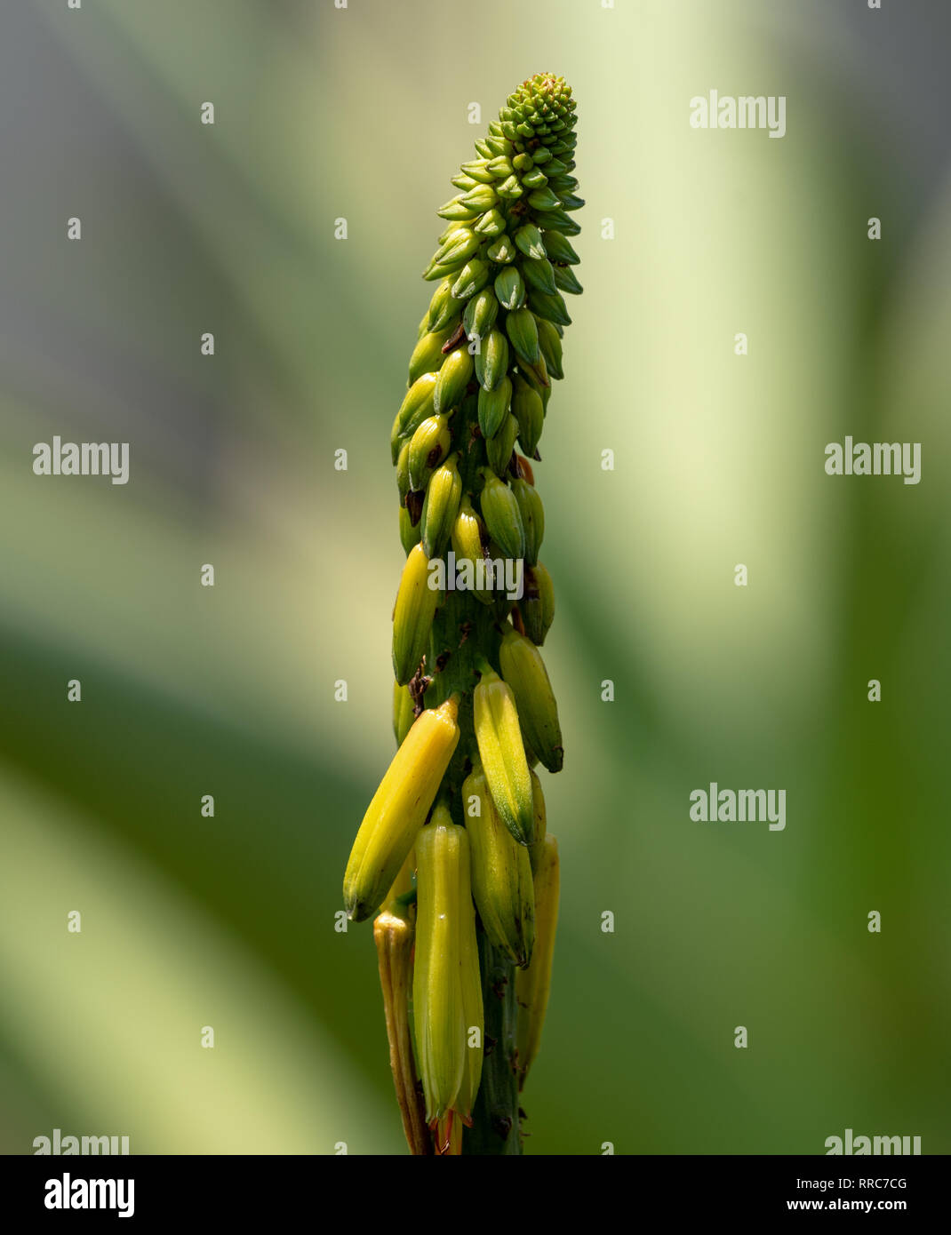 A closeup view of an unopened aloe flower against a blurred background. Aloiampelos tenuior. Stock Photo