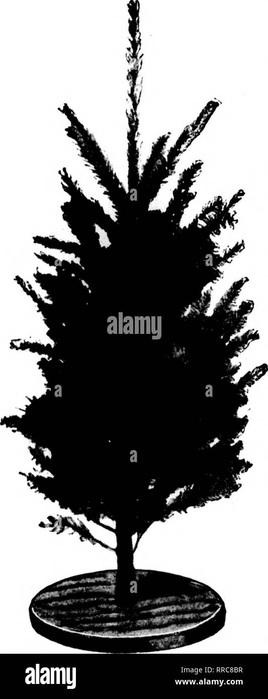 . Florists' review [microform]. Floriculture. 108 The Florists^ Review Dbcembbb 1, 1921 next iiioct Di'ci'iiil)t'r liii, wlu-ii oftircrs will bo I'U'ctod and tlioro will l)e sevcrjil short, j)r;icticiil talks on cyi'laiuciis ami winter-blooming licgonias. ' Frank Kd^ar, of Wjivcrloy, has made some larj;e shipments of cyelamcns to New York recently. His plants are of remarkablv fine quality this season. AV. X. ('. PITTSBURGH, PA. The Market. We have just passed through the week of Thanksgiving, whieh, as usual, in- creased the demand for cut flowers. There was, however, sufficient stock to meet Stock Photo