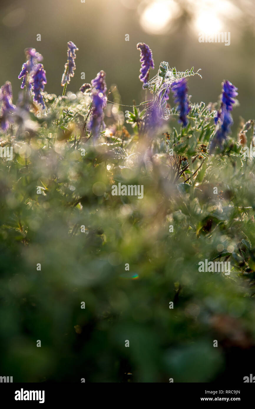 Purple violet wild flowers grass hi-res stock photography and images ...